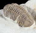 Lochovella (Reedops) Trilobite - Black Cat Mountain, Oklahoma #63110-4